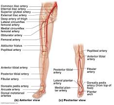 The heart is a muscular pump that pushes blood through blood vessels around the body. Blood Vessels Flashcards Easy Notecards