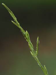 Image result for Paspalum urvillei