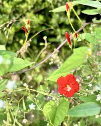 Image result for Ipomoea hederifolia