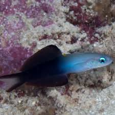 Image result for Pteris kivuensis