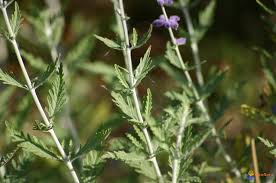 Photo Sauge Russe Perovskia Atriplicifolia 2 3