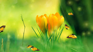 Download this free spring screensaver and decorate your monitor with fresh bright nature scenes. 18 Free Spring Wallpaper Screensavers Basty Wallpaper