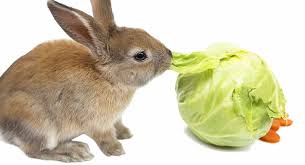 Can Rabbits Eat Cabbage A Rabbit Feeding Guide