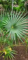 Image result for Coccothrinax argentea