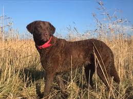 The chesapeake is one fine dog breed. Farben Chesapeake Bay Retriever
