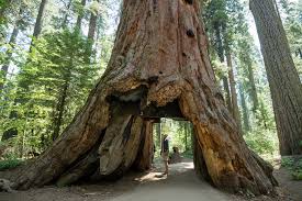We did not find results for: A Guide To Redwood National Park Rvshare Com