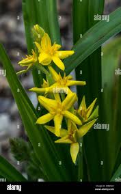 Image result for Hypoxis rigidula