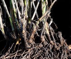 Image result for Setaria pseudaristata