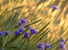 Collect seedhead/pod when flowers fade; Purple Flowers Wheat Field Flowers Ears Cornflowers Hd Wallpaper Wallpaperbetter