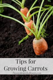 Check spelling or type a new query. Tips For Growing Carrots In The Garden Including How To Start Carrot Seeds How To Transplant And Care For Carrot Seedlings And Ho Growing Carrots Growing Vegetables Carrot Seedlings