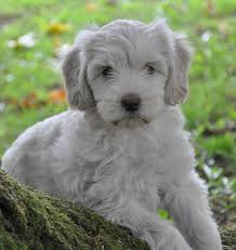 Check spelling or type a new query. Cream Australian Labradoodle Puppies Available Northwest Australian Labradoodles S Blog