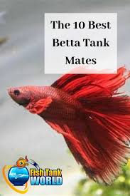 Betta Tank Mates The 10 Best Companions For Your Betta Fish Betta Tank Mates Betta Tank Betta Fish Tank Mates