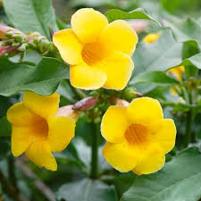 Image result for Allamanda schottii