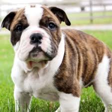 The purpose of this breed is: Shay Alapaha Blue Blood Bulldog Puppy 621976 Puppyspot