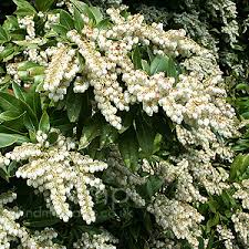 Image result for Pieris formosa