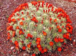 Image result for Vernonia teucrioides