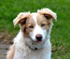 Pin On Border Collies