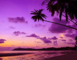 It is situated along the south shore of long island in the town of islip, approximately 50 miles from new york city. Purple Palm Tree Hd Nature 4k Wallpapers Images Backgrounds Photos And Pictures