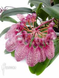 Image result for Bulbophyllum burttii