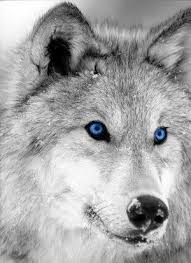 Black And White Wolf Tattoo With Blue Eyes Moonpack Members Wolf With Blue Eyes Wolf Dog Animals Beautiful