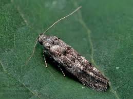 Image result for Exoteleia dodecella