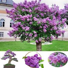 Syringa reticulata * what it is: 20 Pcs Rare Lilac Seed Purple Japanese Lilac Flower Seeds Lilac Tree Seeds Plant Bonsai Home Garden Decor Lazada Ph
