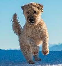 Contact the dog breeders below for soft coated wheaten terrier puppies for sale. Soft Coated Wheaten Terrier Information Dog Breed Facts Dogell Com