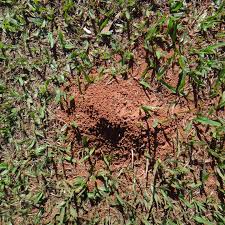 Ameisenbekämpfung geht daher im garten hand in hand mit der eindämmung von läusen. Ameisen Im Garten Und Rasen Bekampfen Und Vertreiben