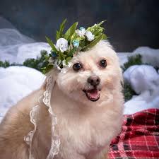 Floral Dog Collar Flower Crown Hair Wreath Pet Cat Accessories Etsy Floral Dog Collars Dog Flower Collar Collar Flowers