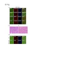 Download the perfect hamster pictures. Sirt1 Deficiency Interferes With Membrane Resealing After Cell Membrane Injury