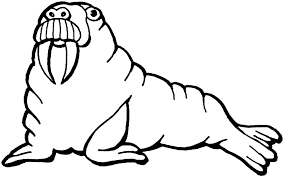 Free Walrus Coloring Pages With Printable Walrus Coloring Pages Line Drawing Drawings Coloring For Kids
