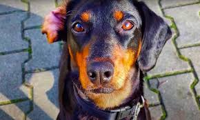 Image result for slovenský kopov