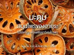 มะตูม มีชื่อวิทยาศาสตร์ว่า aegle marmelos ภาคเหนือเรียกว่า มะปิน ภาค. à¸¡à¸°à¸• à¸¡ à¸ª à¸§à¸™à¸›à¸£à¸°à¸à¸­à¸šà¹ƒà¸™à¸ªà¸¡ à¸™à¹„à¸žà¸£à¸§à¸²à¸¢à¸²à¸‚à¸­à¸‡à¸­à¸²à¸¢ à¸£à¸°