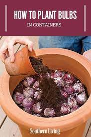How To Plant Bulbs In Containers Planting Bulbs Container Gardening Flowers Container Plants