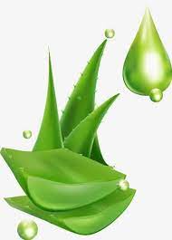 Download This Aloe Vera Drop Green Aloe Transparent Png Or Vector File For Free Pngtree Has Millions Of Free Aloe Vera Skin Care Aloe Vera Aloe Vera Image
