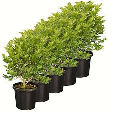 See more ideas about murraya paniculata, plants, mock orange. Murraya Orange Jessamine 300mm Pot Hedging Screening