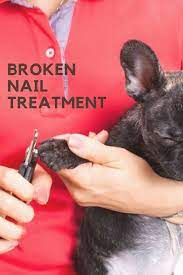How Can I Treat My Dogs Broken Nail At Home Dog Broken Nail Dogs Broken Nails