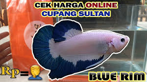 Ikan cupang merupakan salah satu jenis ikan hias yang hidup di air tawar, di mana ikan ini sendiri terkenal akan kecantikan warnanya dan ekor yang mempunyai kesan seperti kipas. Download Harga Ikan Cupang Nemo Classic Images