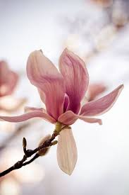 Magnolia Beautiful Flowers Amazing Flowers Magnolia Flower