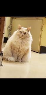 The american veterinary medical association says there is no standard model for the industry, but some emergency vets require payment before treatment. Dalton Veterinary Associates Home Facebook