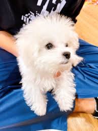 Cek aneka rekomendasi boneka anjing lucu terlengkap & terbaik lainnya. Resonance Di 2021 Anjing Lucu Pelajaran Fotografi