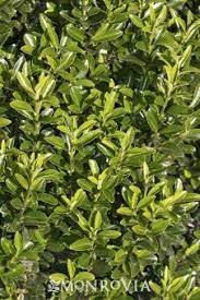 Boxleaf Euonymus Easy Plants Monrovia Plants Garden Hedges