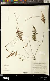 Image result for Anemia angolensis