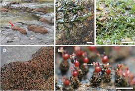 Image result for Podostemaceae