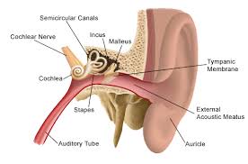 otitis media middle ear infection