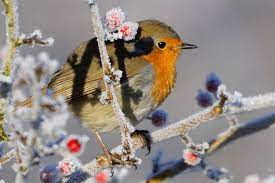 Das ist ein ergebnis der zählaktion «stunde der wintervögel», teilte der naturschutzbund deutschland. Den Garten Winterfit Fur Vogel Machen Nabu