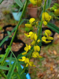Image result for Crotalaria lanceolata