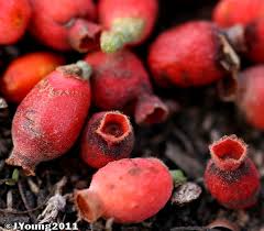 Image result for Tapinanthus oleifolius