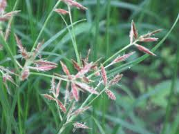 Image result for Cyperus sp.no.4