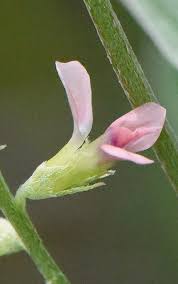 Image result for Indigastrum parviflorum